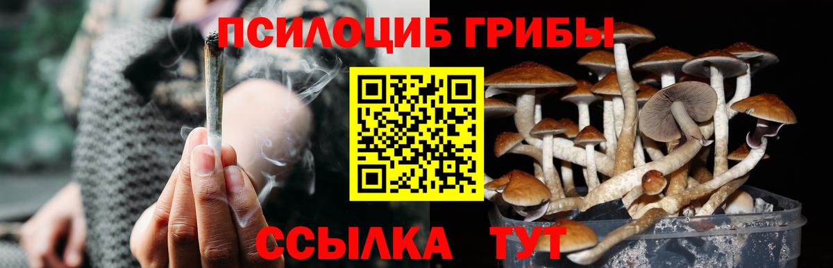 Псилоцибиновые грибы Psilocybe Саяногорск